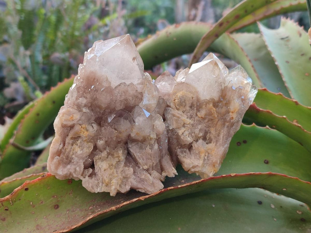 Natural White Phantom Smokey Luena Quartz Clusters x 2 From Luena, Congo - Toprock Gemstones and Minerals 