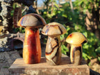 Polished Mixed Size Septerye Mushrooms x 12 From Mahajanga, Madagascar - Toprock Gemstones and Minerals 