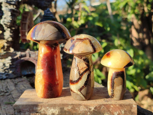 Polished Mixed Size Septerye Mushrooms x 12 From Mahajanga, Madagascar - Toprock Gemstones and Minerals 