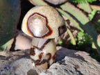 Polished Mixed Size Septerye Mushrooms x 12 From Mahajanga, Madagascar - Toprock Gemstones and Minerals 