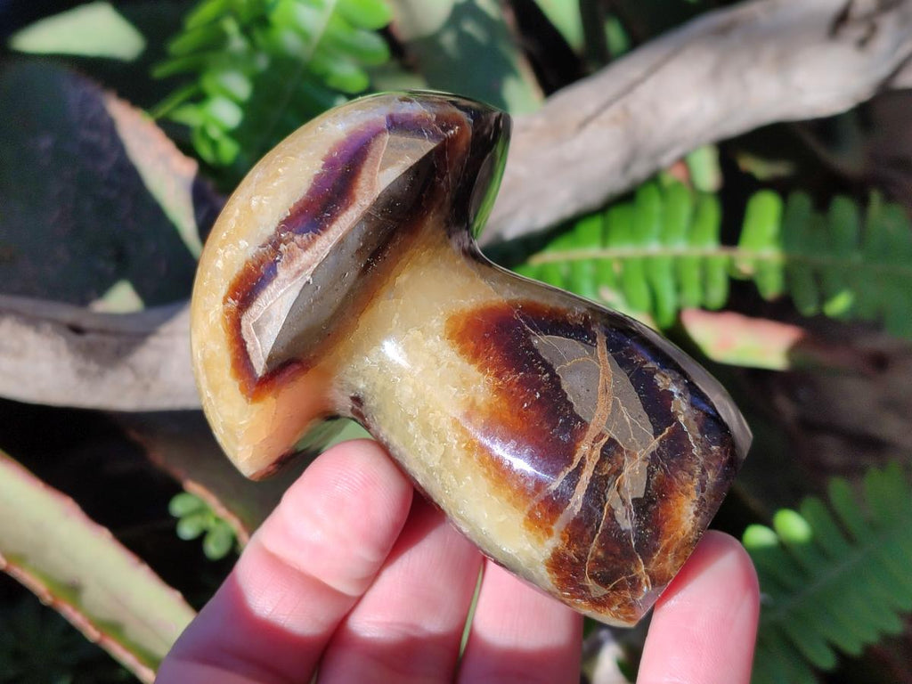 Polished Mixed Size Septerye Mushrooms x 12 From Mahajanga, Madagascar - Toprock Gemstones and Minerals 