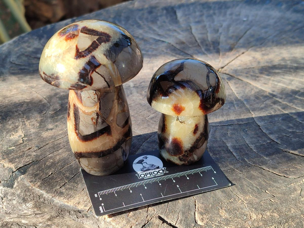 Polished Mixed Size Septerye Mushrooms x 12 From Mahajanga, Madagascar - Toprock Gemstones and Minerals 
