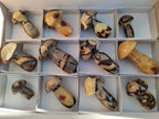 Polished Mixed Size Septerye Mushrooms x 12 From Mahajanga, Madagascar - Toprock Gemstones and Minerals 