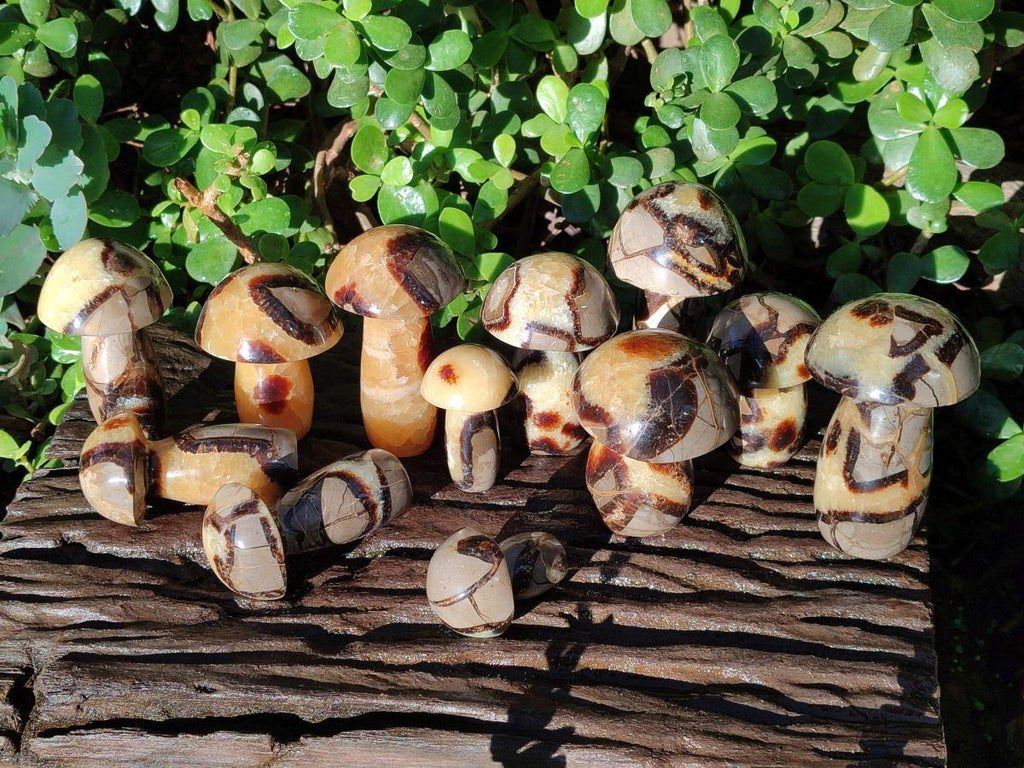 Polished Mixed Size Septerye Mushrooms x 12 From Mahajanga, Madagascar - Toprock Gemstones and Minerals 