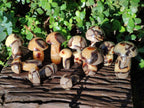 Polished Mixed Size Septerye Mushrooms x 12 From Mahajanga, Madagascar - Toprock Gemstones and Minerals 