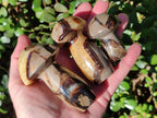 Polished Mixed Size Septerye Mushrooms x 12 From Mahajanga, Madagascar - Toprock Gemstones and Minerals 