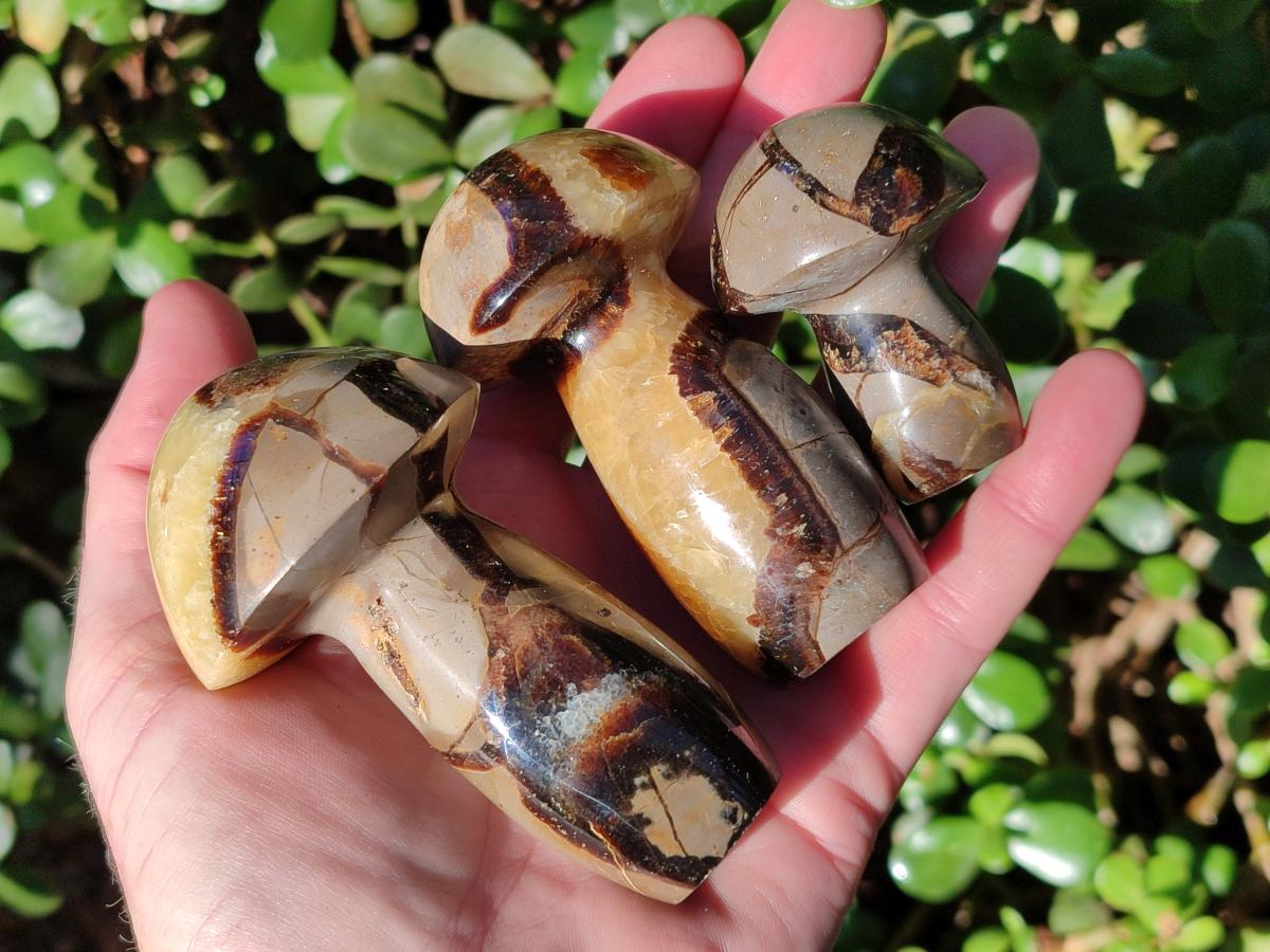 Polished Mixed Size Septerye Mushrooms x 12 From Mahajanga, Madagascar - Toprock Gemstones and Minerals 