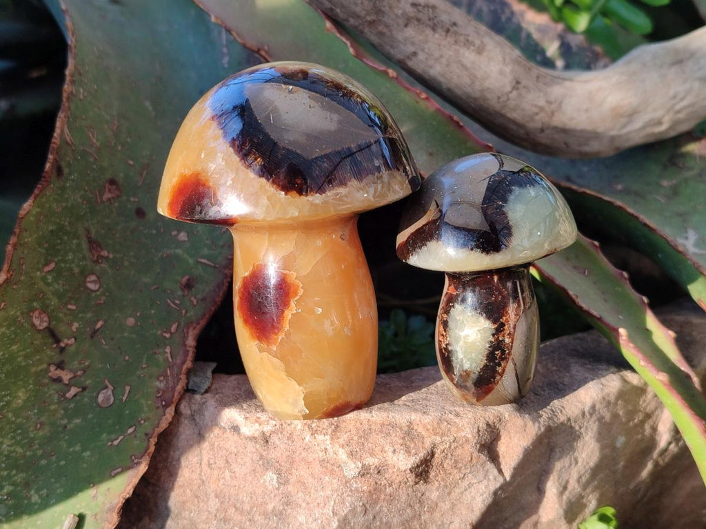 Polished Mixed Size Septerye Mushrooms x 12 From Mahajanga, Madagascar - Toprock Gemstones and Minerals 