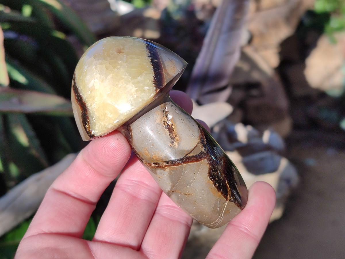 Polished Mixed Size Septerye Mushrooms x 12 From Mahajanga, Madagascar - Toprock Gemstones and Minerals 