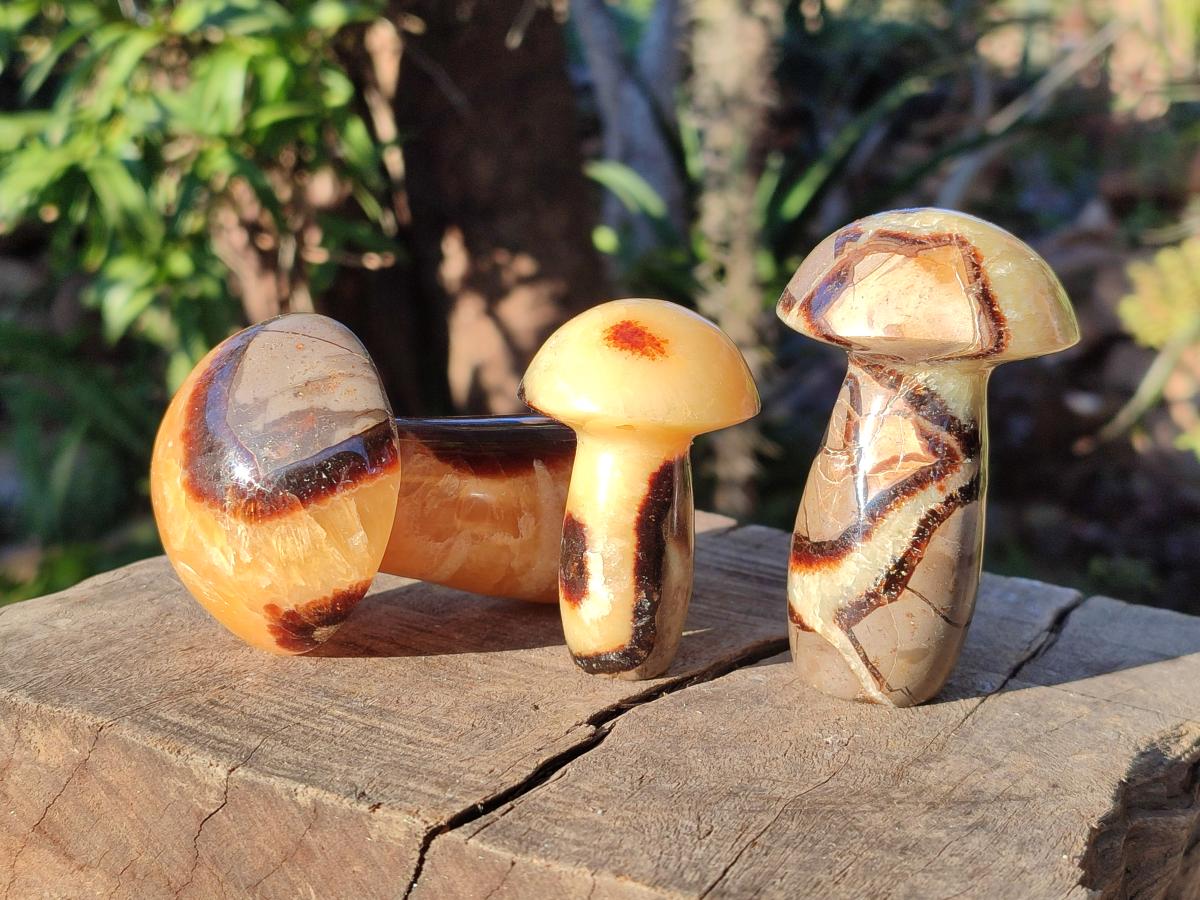 Polished Mixed Size Septerye Mushrooms x 12 From Mahajanga, Madagascar - Toprock Gemstones and Minerals 