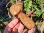 Polished Mixed Size Septerye Mushrooms x 12 From Mahajanga, Madagascar - Toprock Gemstones and Minerals 