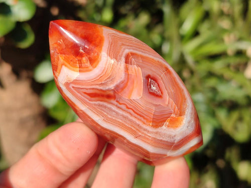 Polished Small Carnelian Agate Gemstone Standing Display Pieces x 12 From Madagascar - Toprock Gemstones and Minerals 