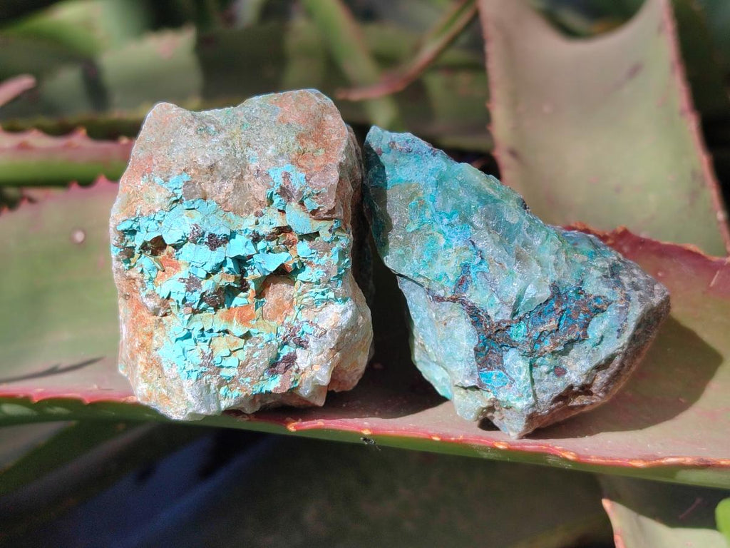Natural Cobbed Shattuckite Specimens x 24 From Kaokoveld, Namibia - Toprock Gemstones and Minerals 