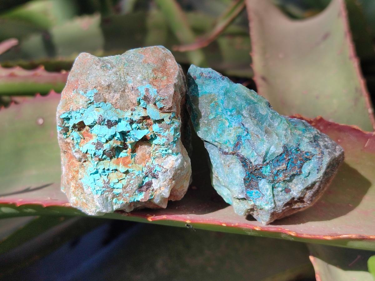 Natural Cobbed Shattuckite Specimens x 24 From Kaokoveld, Namibia - Toprock Gemstones and Minerals 