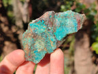 Natural Cobbed Shattuckite Specimens x 24 From Kaokoveld, Namibia - Toprock Gemstones and Minerals 