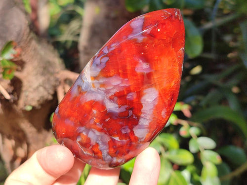 Polished Carnelian Agate Gemstone Standing Display Pieces x 6 From Madagascar - Toprock Gemstones and Minerals 