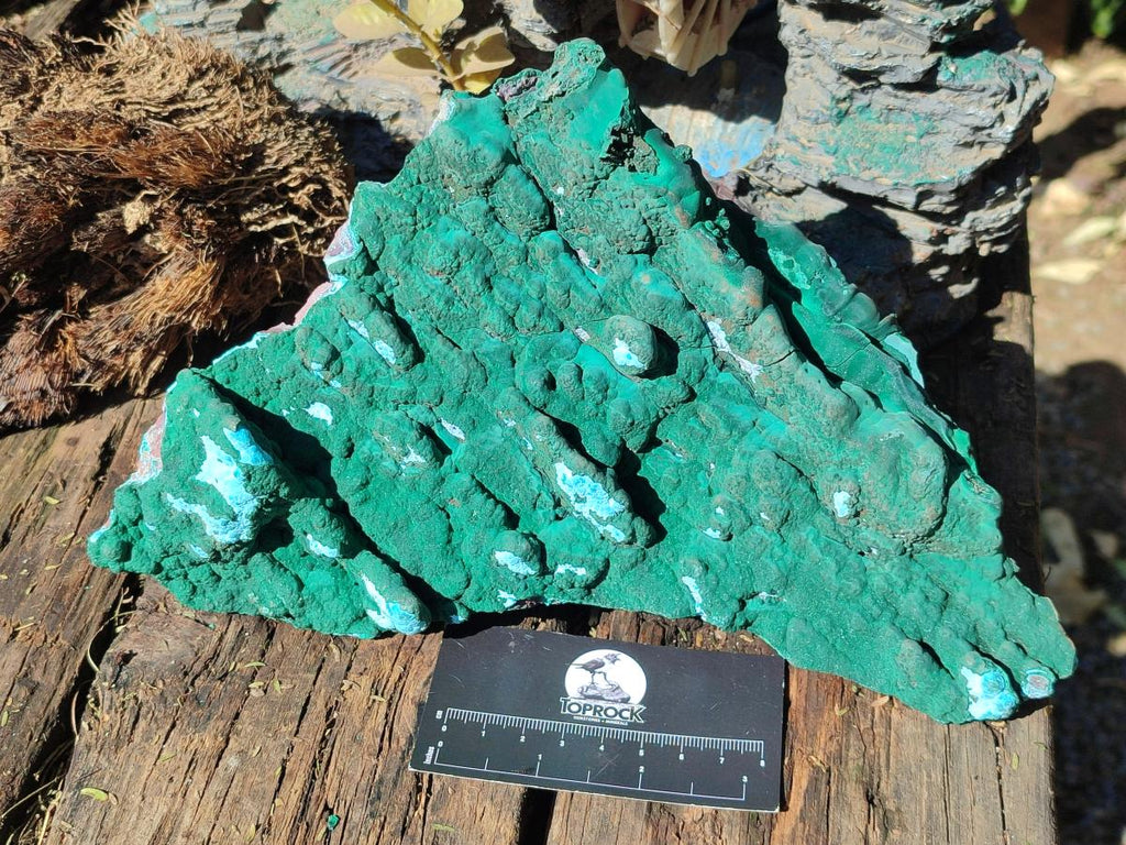 Natural Cabinet Size Botryoidal Malachite and Chrysocolla Plate Specimen x 1 From Congo - Toprock Gemstones and Minerals 