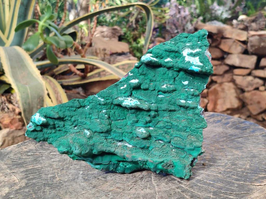 Natural Cabinet Size Botryoidal Malachite and Chrysocolla Plate Specimen x 1 From Congo - Toprock Gemstones and Minerals 
