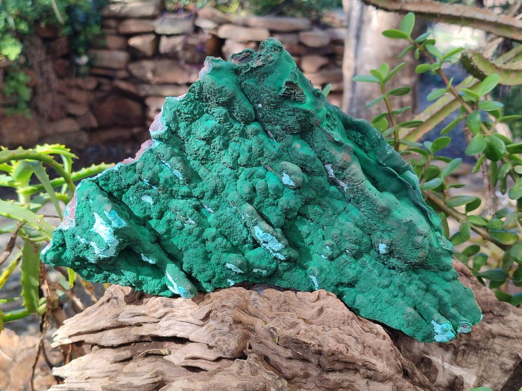 Natural Cabinet Size Botryoidal Malachite and Chrysocolla Plate Specimen x 1 From Congo - Toprock Gemstones and Minerals 