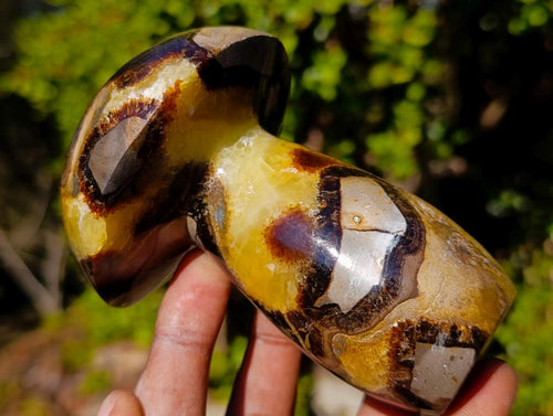 Polished Septerye Mushrooms x 4 From Mahajanga, Madagascar - Toprock Gemstones and Minerals 