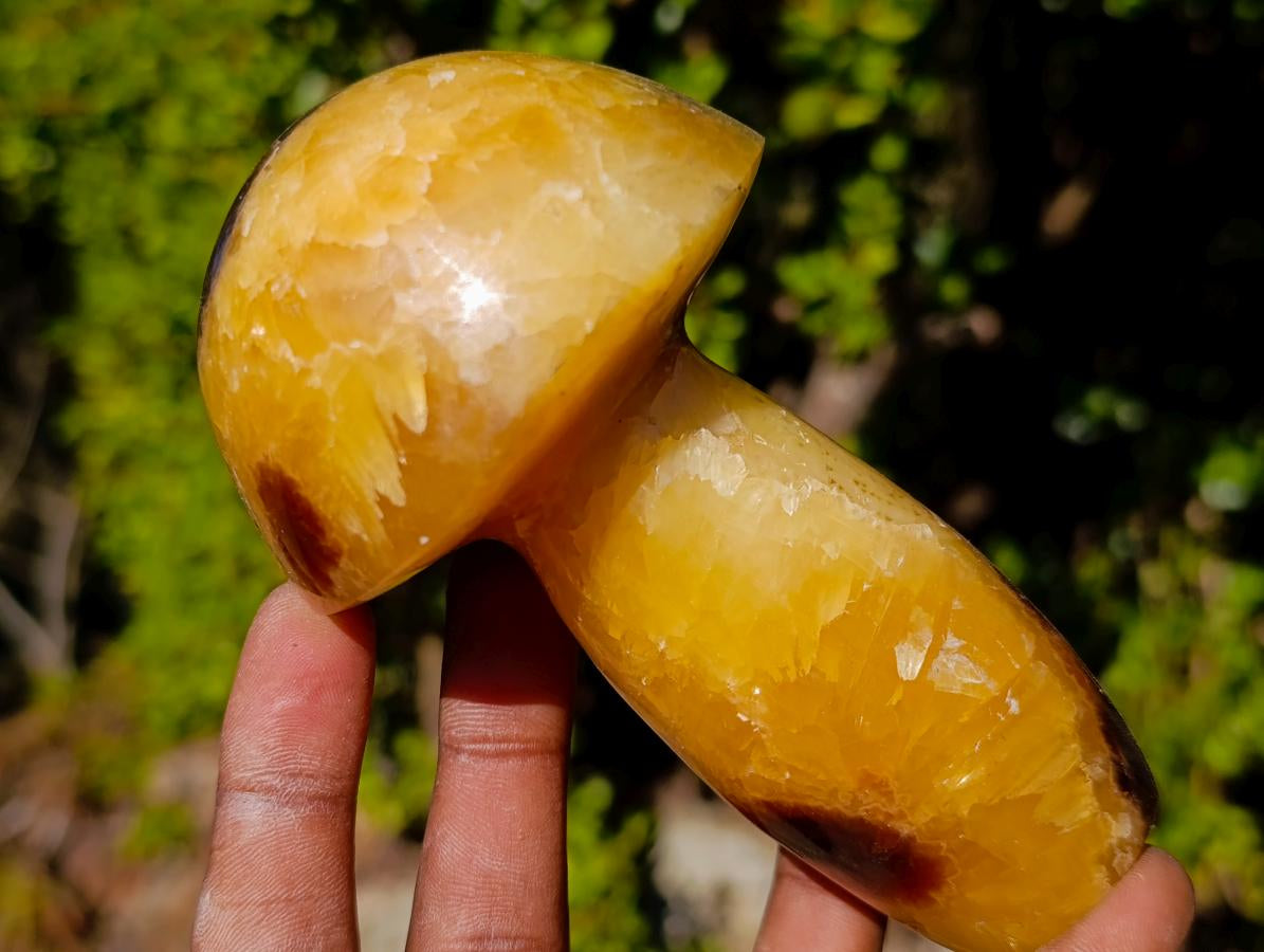Polished Septerye Mushrooms x 4 From Mahajanga, Madagascar - Toprock Gemstones and Minerals 