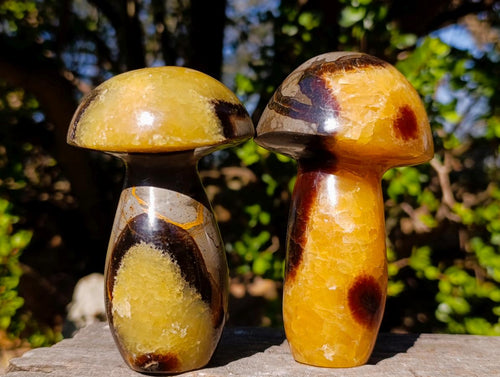 Polished Septerye Mushrooms x 4 From Mahajanga, Madagascar - Toprock Gemstones and Minerals 