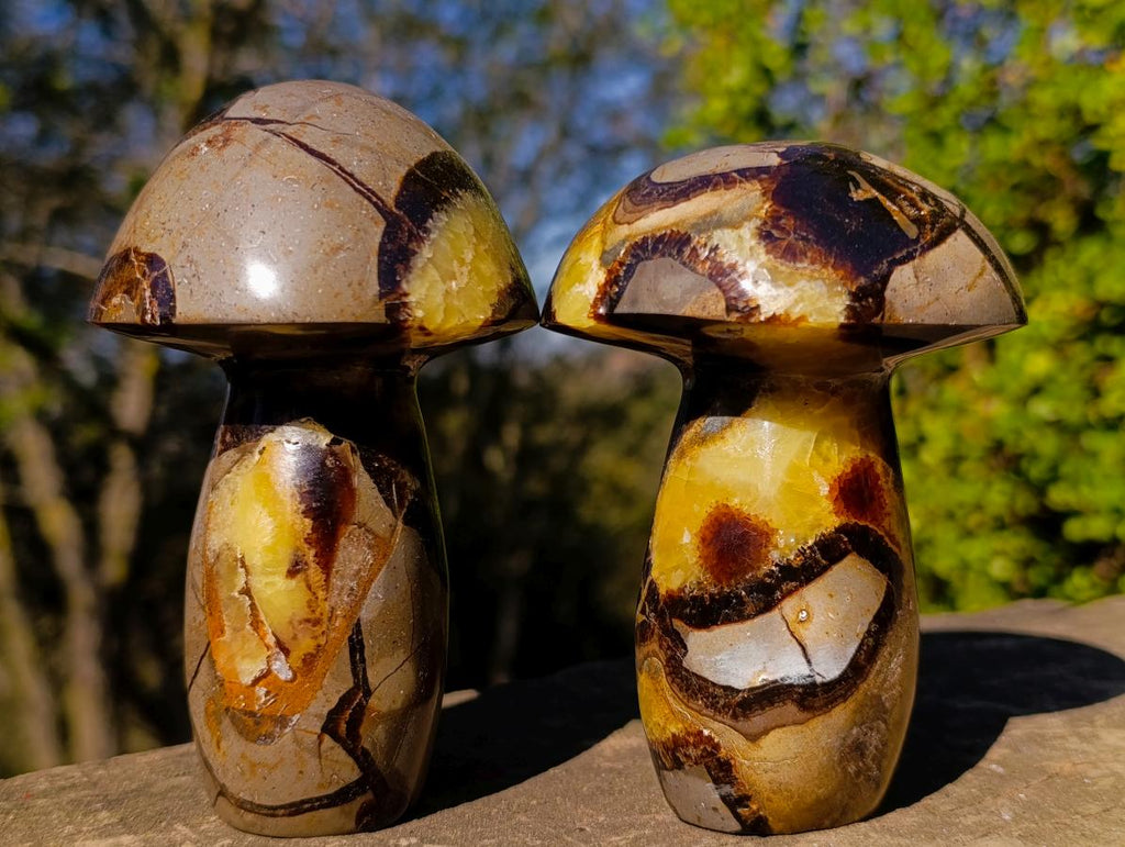 Polished Septerye Mushrooms x 4 From Mahajanga, Madagascar - Toprock Gemstones and Minerals 