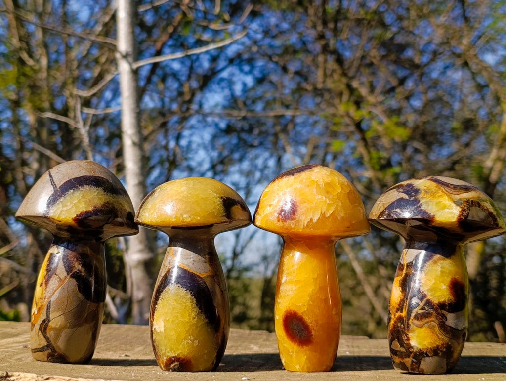 Polished Septerye Mushrooms x 4 From Mahajanga, Madagascar - Toprock Gemstones and Minerals 