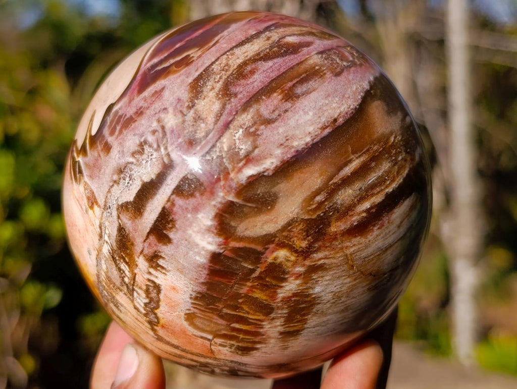Polished Podocarpus Petrified Wood Spheres x 2 From Mahajanga, Madagascar - Toprock Gemstones and Minerals 