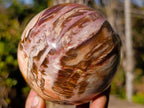 Polished Podocarpus Petrified Wood Spheres x 2 From Mahajanga, Madagascar - Toprock Gemstones and Minerals 