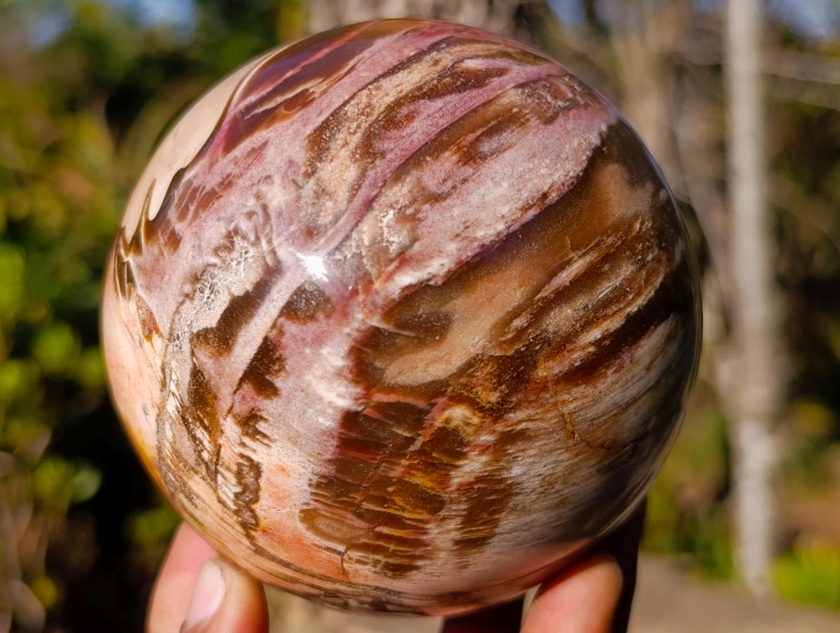 Polished Podocarpus Petrified Wood Spheres x 2 From Mahajanga, Madagascar - Toprock Gemstones and Minerals 