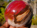 Polished Podocarpus Petrified Wood Spheres x 2 From Mahajanga, Madagascar - Toprock Gemstones and Minerals 