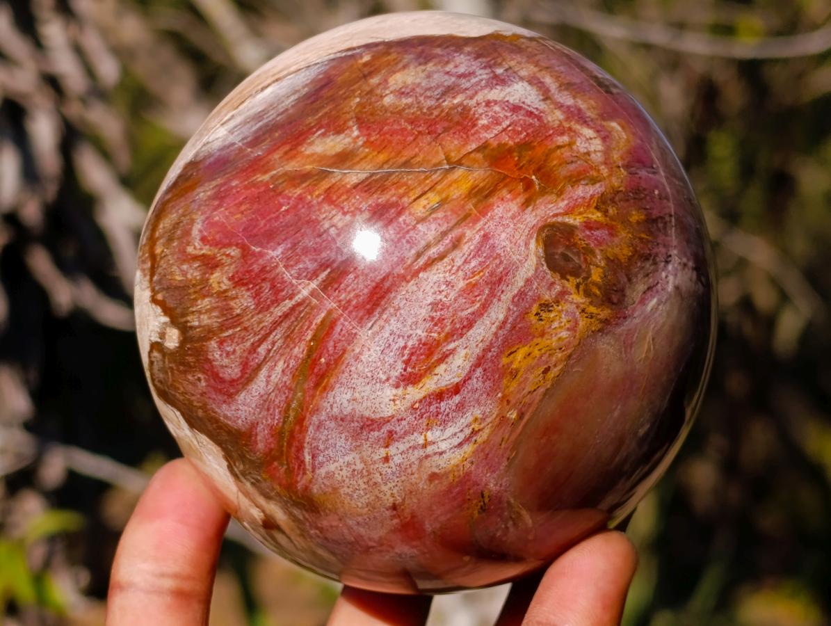Polished Podocarpus Petrified Wood Spheres x 2 From Mahajanga, Madagascar - Toprock Gemstones and Minerals 