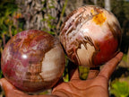 Polished Podocarpus Petrified Wood Spheres x 2 From Mahajanga, Madagascar - Toprock Gemstones and Minerals 