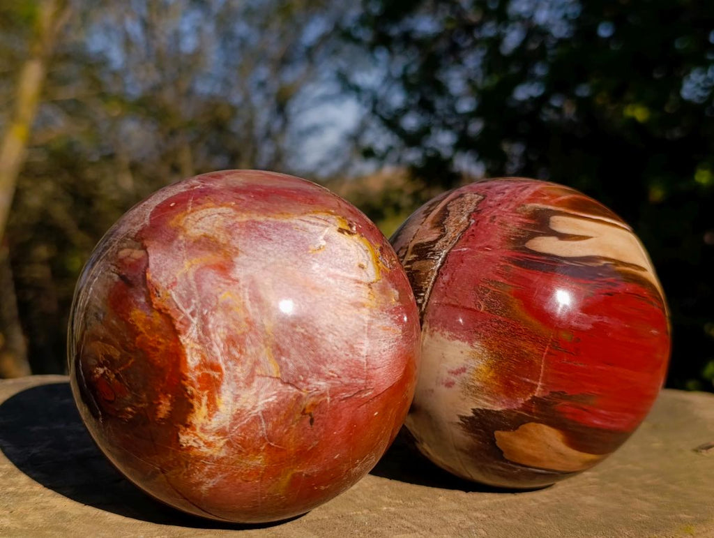 Polished Podocarpus Petrified Wood Spheres x 2 From Mahajanga, Madagascar - Toprock Gemstones and Minerals 