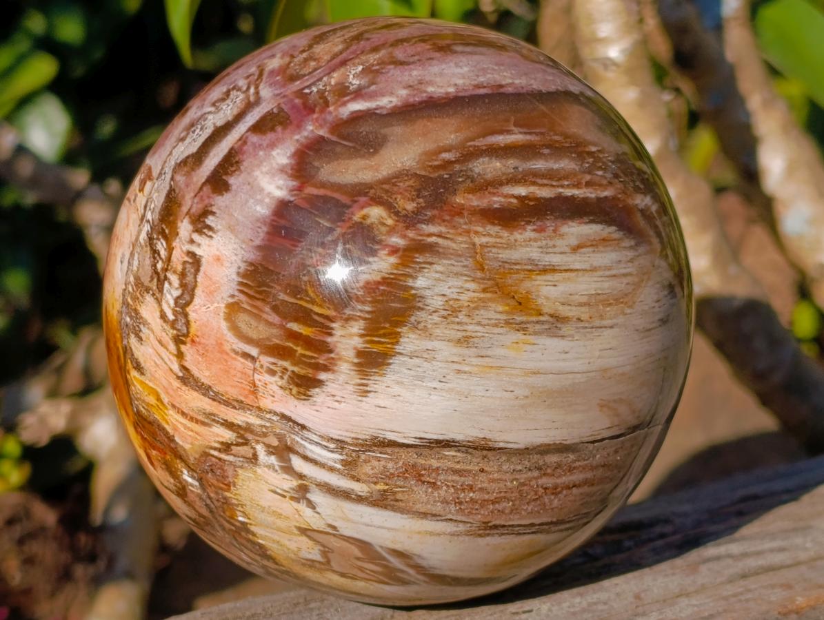 Polished Podocarpus Petrified Wood Spheres x 2 From Mahajanga, Madagascar - Toprock Gemstones and Minerals 