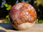 Polished Podocarpus Petrified Wood Spheres x 2 From Mahajanga, Madagascar - Toprock Gemstones and Minerals 