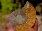 Polished Cleoniceras Ammonite Fossils Pairs x 26 From Tulear, Madagascar - Toprock Gemstones and Minerals 