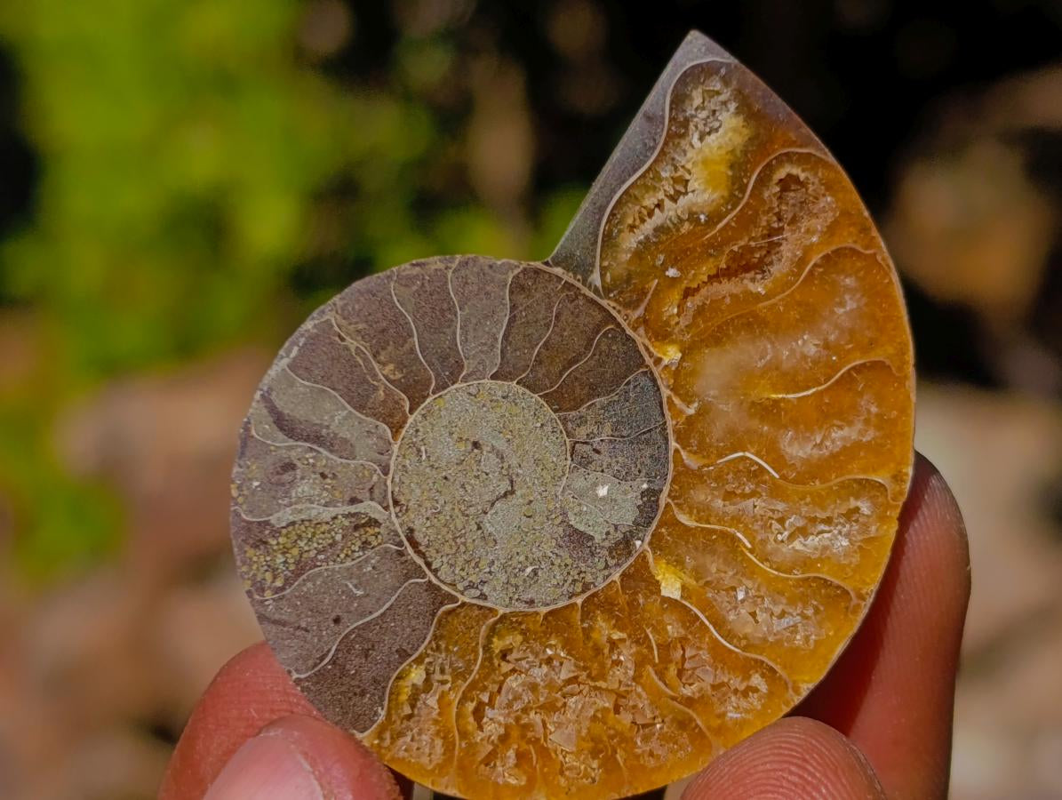 Polished Cleoniceras Ammonite Fossils Pairs x 26 From Tulear, Madagascar - Toprock Gemstones and Minerals 