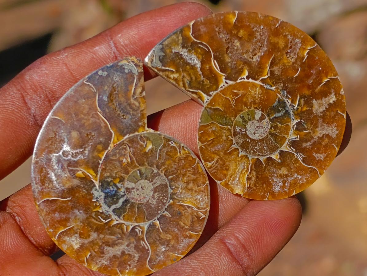 Polished Cleoniceras Ammonite Fossils Pairs x 26 From Tulear, Madagascar - Toprock Gemstones and Minerals 