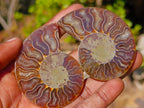 Polished Cleoniceras Ammonite Fossils Pairs x 26 From Tulear, Madagascar - Toprock Gemstones and Minerals 