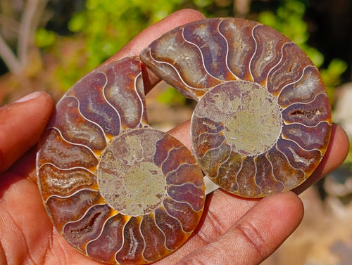 Polished Cleoniceras Ammonite Fossils Pairs x 26 From Tulear, Madagascar - Toprock Gemstones and Minerals 