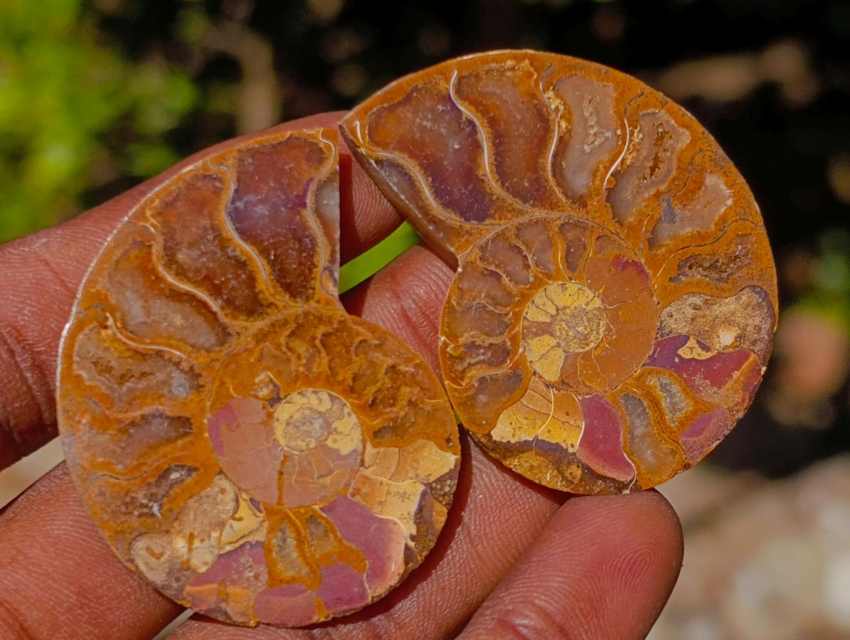 Polished Cleoniceras Ammonite Fossils Pairs x 26 From Tulear, Madagascar - Toprock Gemstones and Minerals 