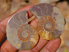 Polished Cleoniceras Ammonite Fossils Pairs x 26 From Tulear, Madagascar - Toprock Gemstones and Minerals 