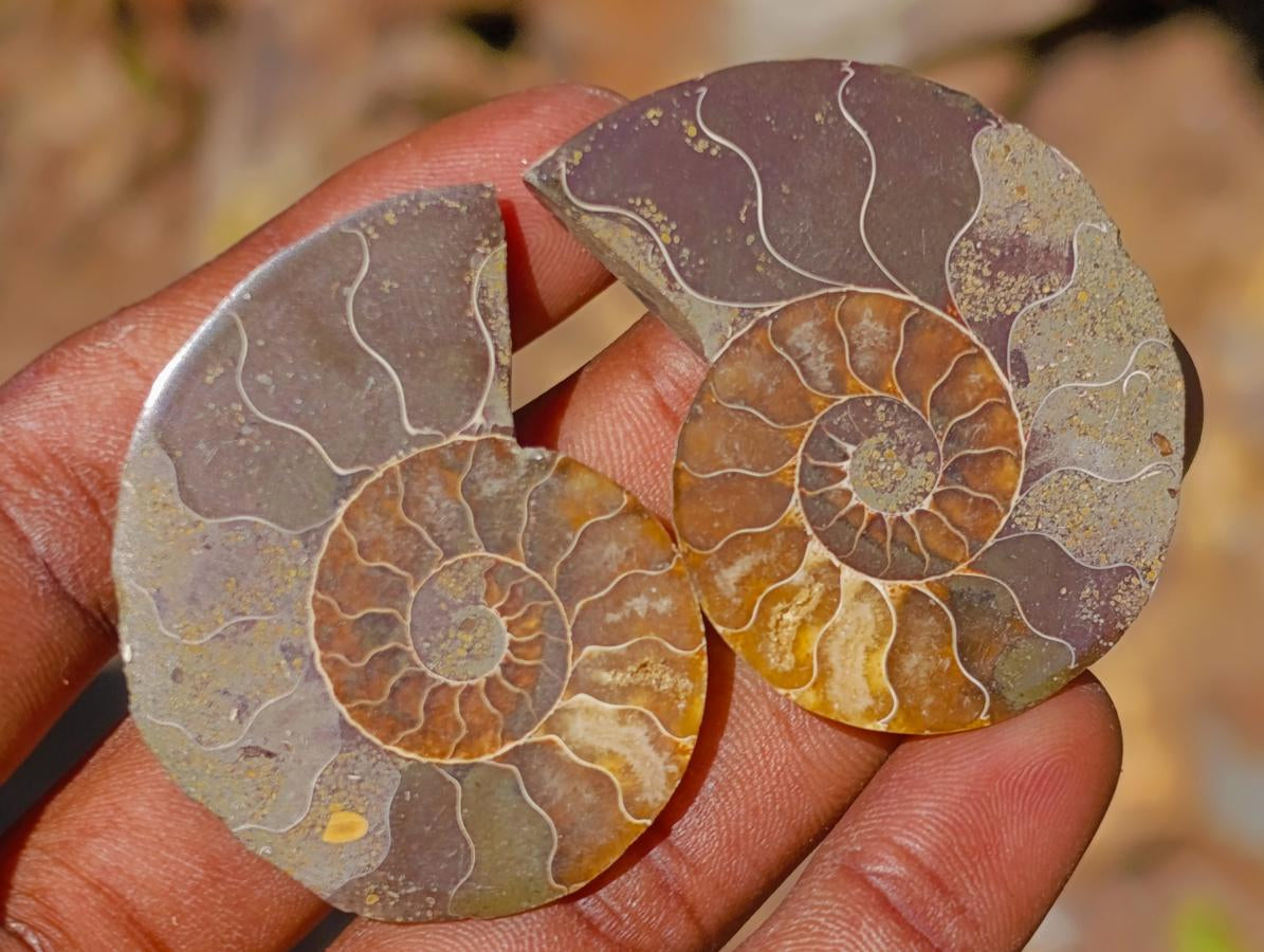 Polished Cleoniceras Ammonite Fossils Pairs x 26 From Tulear, Madagascar - Toprock Gemstones and Minerals 