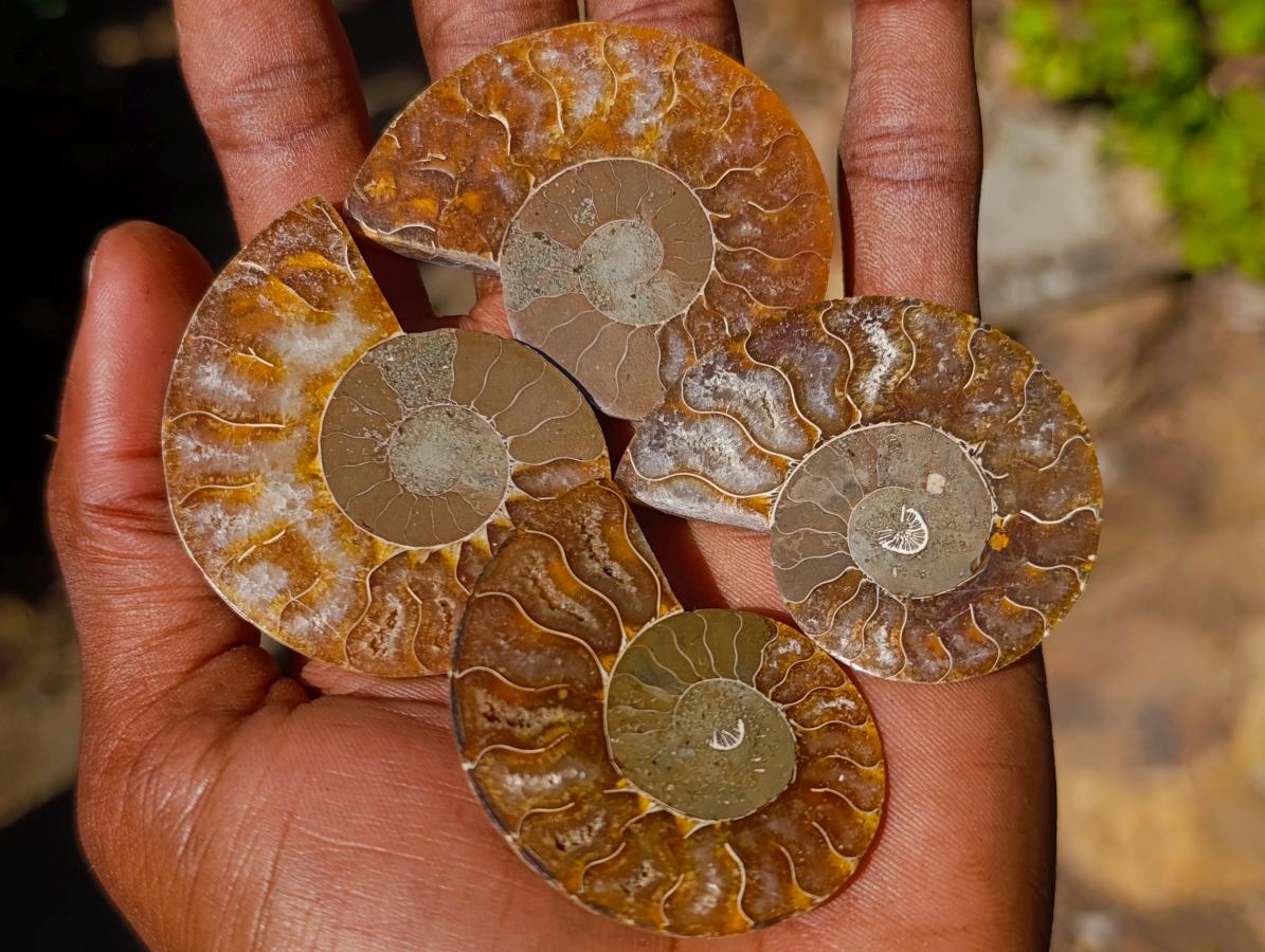 Polished Cleoniceras Ammonite Fossils Pairs x 26 From Tulear, Madagascar - Toprock Gemstones and Minerals 