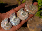 Polished Cleoniceras Ammonite Fossils Pairs x 26 From Tulear, Madagascar - Toprock Gemstones and Minerals 