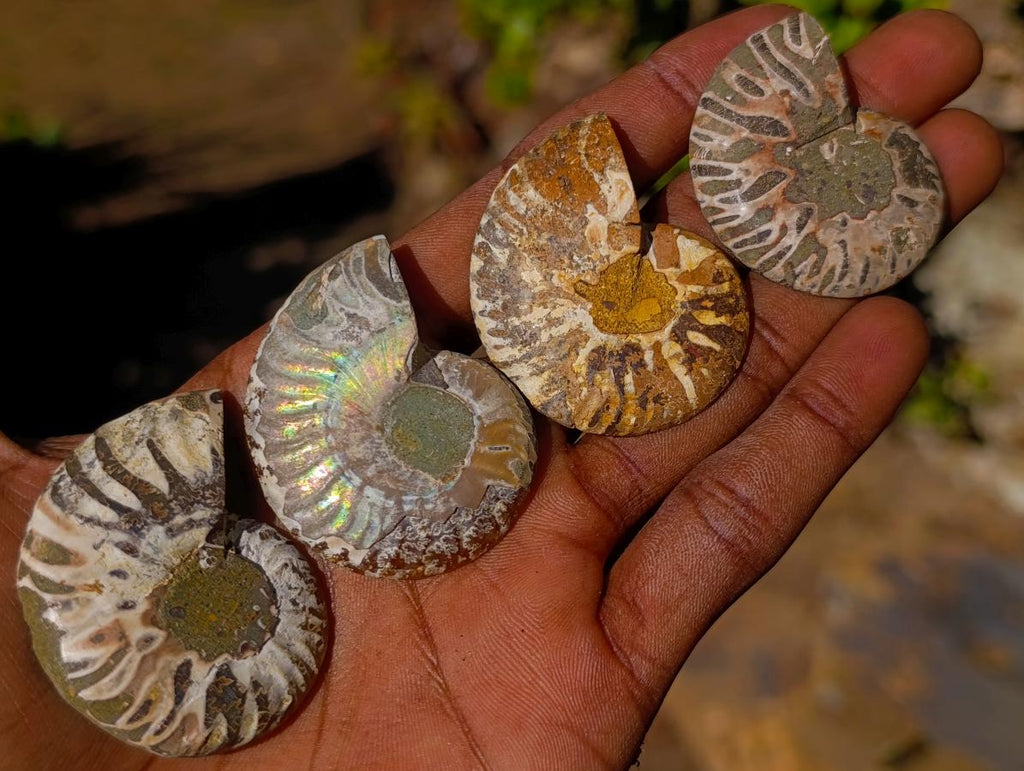 Polished Cleoniceras Ammonite Fossils Pairs x 26 From Tulear, Madagascar - Toprock Gemstones and Minerals 