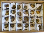 Polished Cleoniceras Ammonite Fossils Pairs x 26 From Tulear, Madagascar - Toprock Gemstones and Minerals 