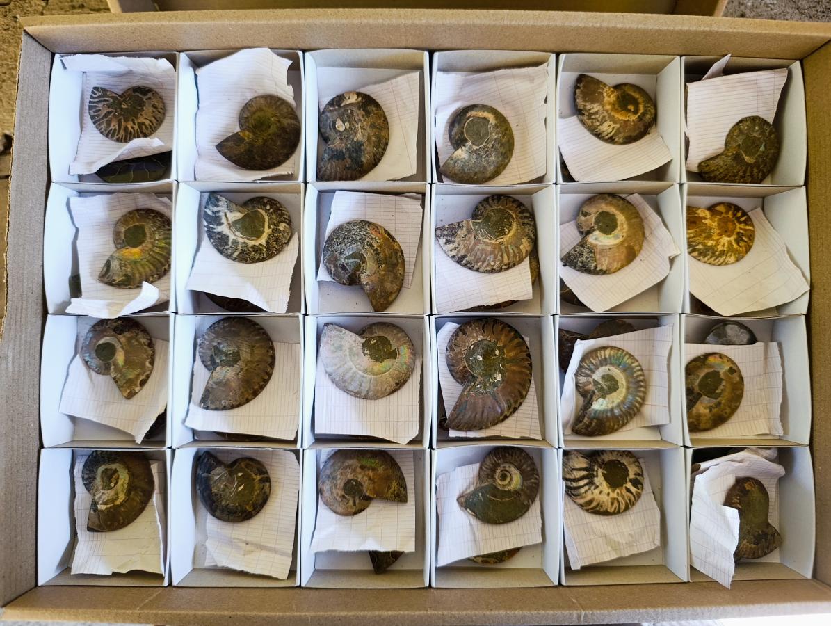 Polished Cleoniceras Ammonite Fossils Pairs x 26 From Tulear, Madagascar - Toprock Gemstones and Minerals 